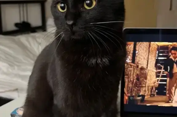 Кошки потеряшки, Москва, фото: Потеряшка кошка, Москва