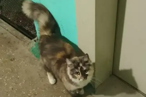 Найдена кошка, Коломна, фото: Найдена кошка, Коломна