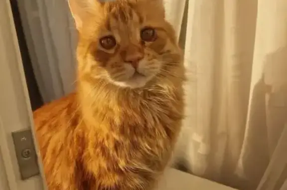 Кошки потеряшки, Тельмана, фото: Потеряшка кот, ул. Тельмана, 7 к1