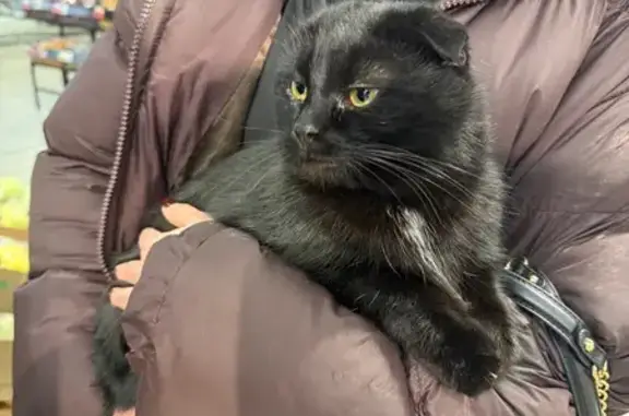 Найдена кошка, Дмитров, фото: Найдена кошка, Дмитров