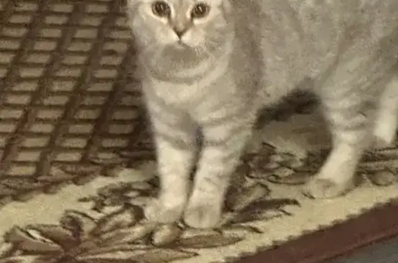 Кошка найдена, ул. Безжонова 76, Астрахань