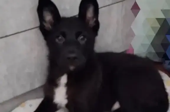 Щенок найден на ул. Ленина, Березники