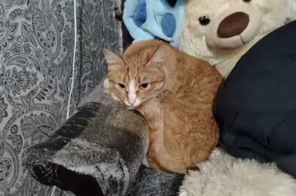Кошка найдена: Никитская ул, 84, Кострома