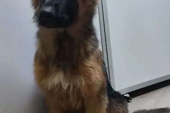 Собаки потеряшки, Золотово, фото: Потеряшка собака в Золотово, МО