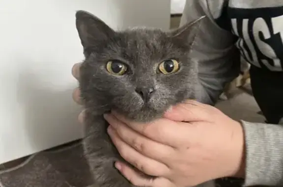 Найдена кошка, Мыски, фото: Найдена кошка, Мыски