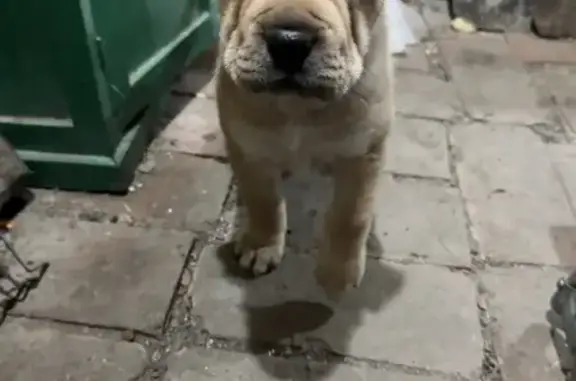 Собаки потеряшки, Сальск, фото: Потеряшка собака, ул. Победы, 42, Сальск