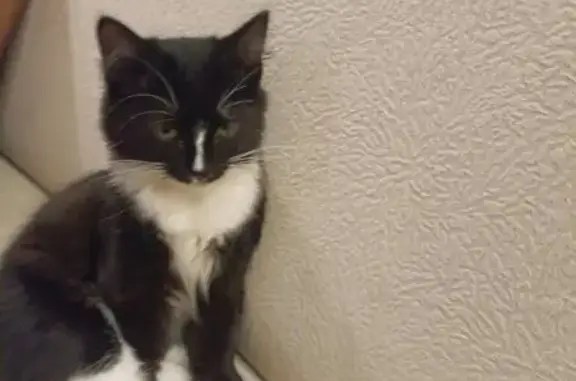 Кошки потеряшки, Верхняя Салда, фото: Потеряшка котик, ул. Карла Маркса 5, В. Салда