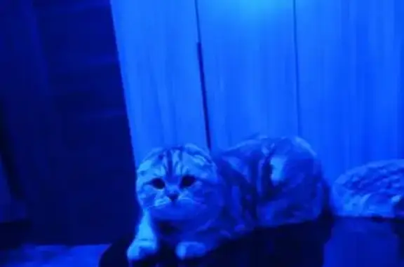 Пропала кошка, Энгельс