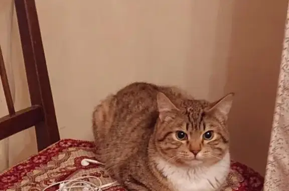 Кошки потеряшки, Караганда, фото: Потеряшка кот, ул. Аюпова, 21, Караганда