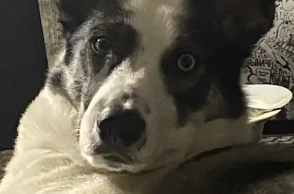 Потерянные животные Ярославль, фото: Пропала собака на ул. 8 Марта, Ярославль