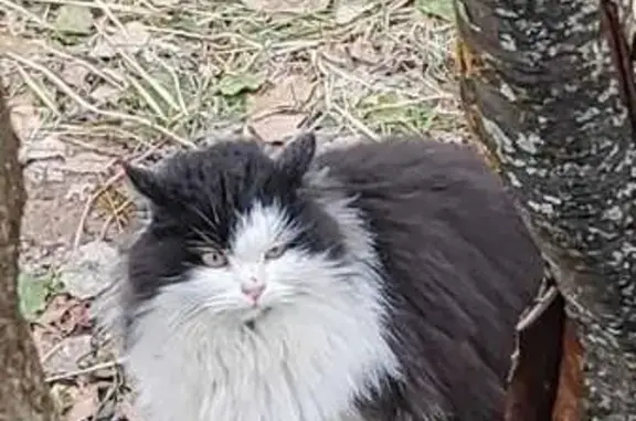Найдена кошка, Тульская область, фото: Найдена кошка, Тульская область