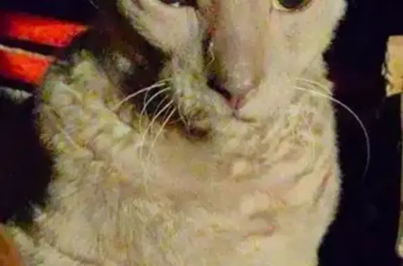 Найдена кошка, Минск, фото: Кошка найдена, Минск, Можайского 42