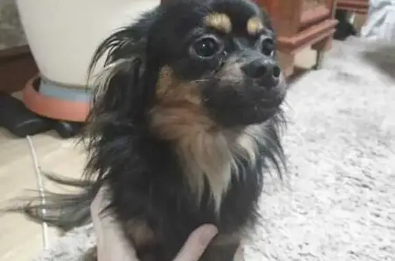 Найдена собака, Междуреченск, фото: Собака найдена: ул. Комарова, Междуреченск