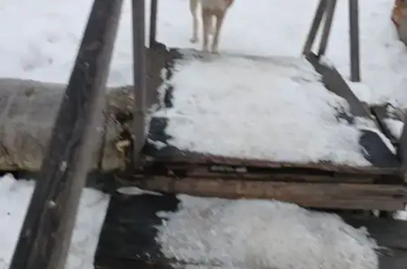 Собака найдена: бульвар Мира, Кетово