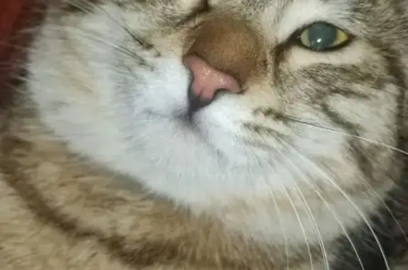 Потерянные животные , фото: Пропала кошка, Лесная ул., Москва