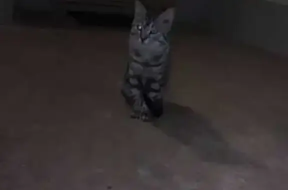 Найдена кошка, Елец, фото: Кошка найдена: Александровская 2Д, Елец