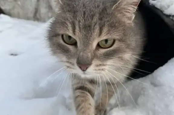 Найдена кошка, Рощино, фото: Найдена кошка, Рощино