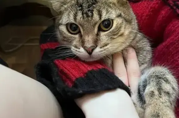 Пропала кошка, Тверь
