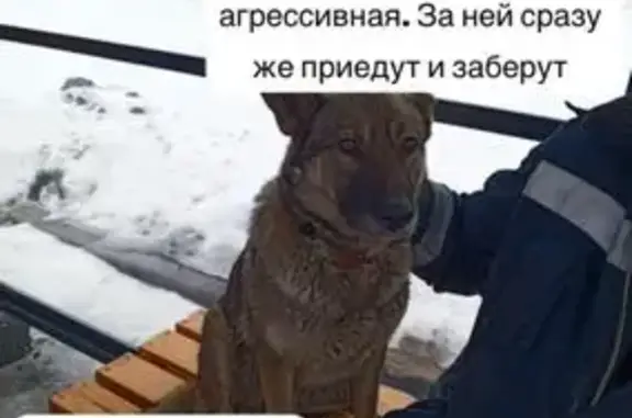 Собаки потеряшки, Казань, фото: Потеряшка собака, Казань