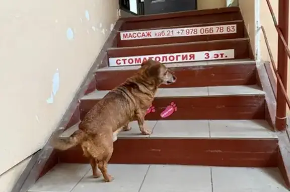 Найдена собака, Алушта, фото: Найдена собака, Алушта