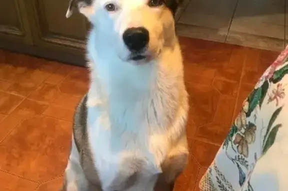 Собаки потеряшки, Верхнеталовское, фото: Потеряшка собака, Верхнеталовское поселение