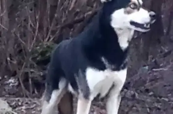 Найдена собака, Московская область, фото: Собака найдена у ст. Битца МЦД2, Дубровский