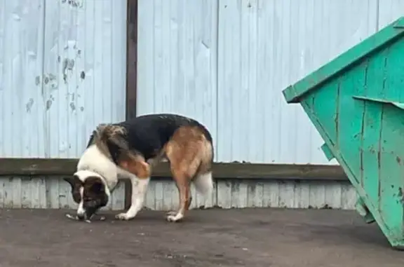 Найдена собака, зелёный ошейник, МО