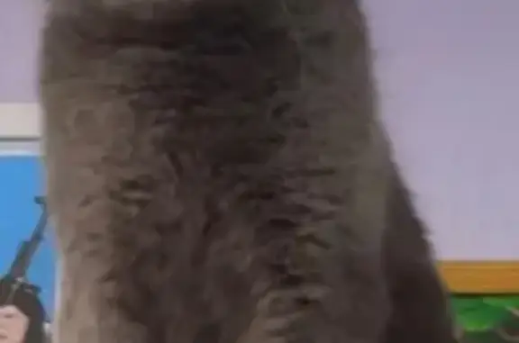 Пропала кошка, Няндома
