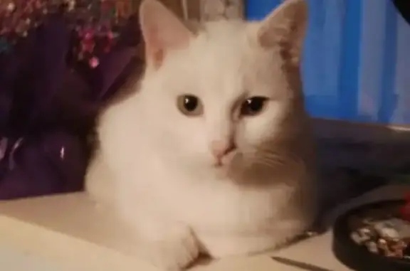 Кошки потеряшки, Мостовской, фото: Потеряшка кошка, ул. Гоголя, 55, Мостовской