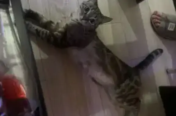 Кошки потеряшки, Волгоград, фото: Потеряшка кошка, ул. Грибанова, 5Б, Волгоград