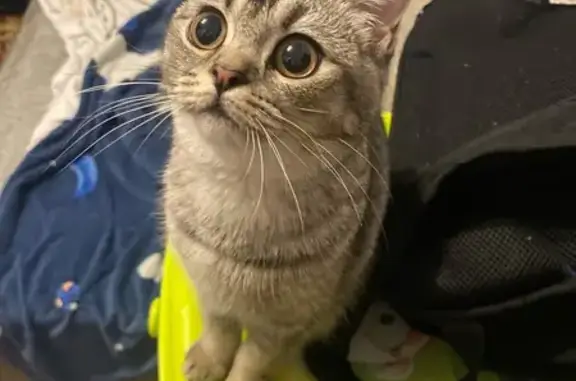 Потерянные животные Курск, фото: Пропала кошка, ул. 50 лет Октября, 167/2