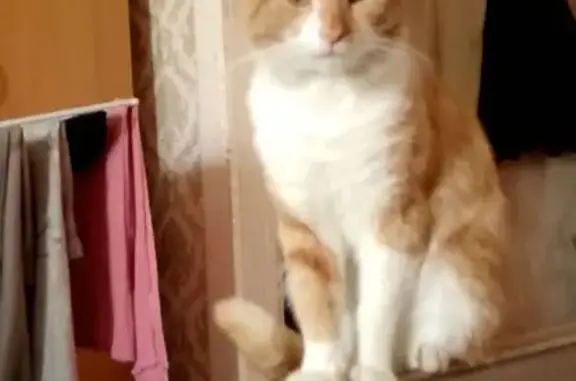 Кошки потеряшки, Аксай, фото: Потеряшка кот Вася, ул. Лермонтова, 11, Аксай