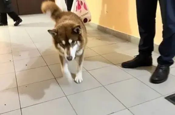 Найдена собака, Медведево, фото: Хаски найдена: ул. Кирова, 11, Медведево