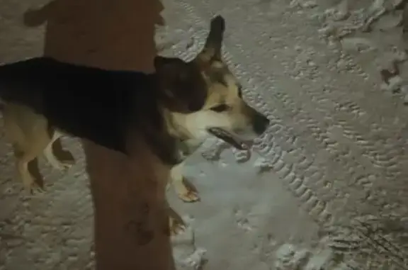 Собака найдена, Шоссейная ул., Малая Царевщина