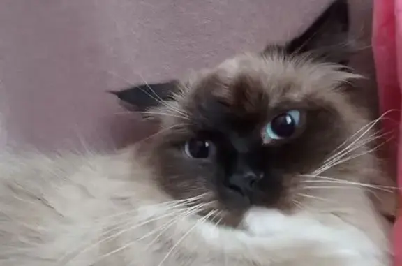 Кошки потеряшки, Каменск-Уральский, фото: Потеряшка кошка, ул. Гагарина, 2, Каменск