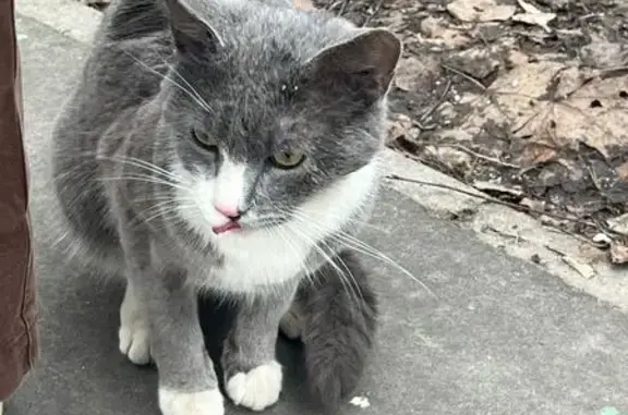 Пропал кот: Льва Толстого, 7, Люберцы