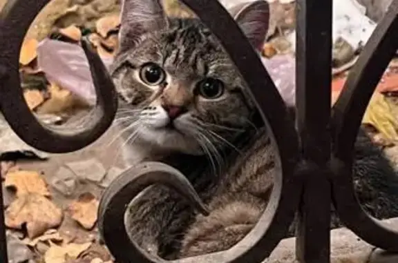 Найдена кошка, Томск, фото: Кошка найдена: пр. Кирова, 5 с13, Томск