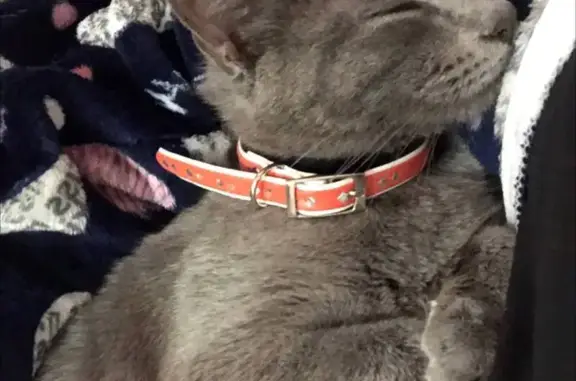 Кошки потеряшки, Буй, фото: Потеряшка кошка, ул. Окт. Революции, 64