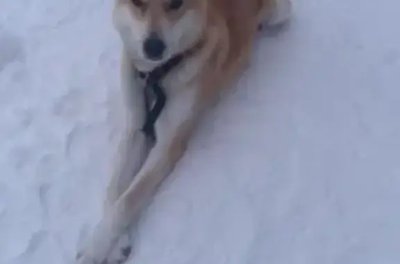 Собаки потеряшки, Казань, фото: Потеряшка собака на Повстанческой, 63, Казань