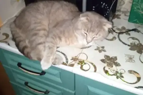 Кошки потеряшки, Донецк, фото: Потеряшка кот, ул. Циолковского 35, Донецк