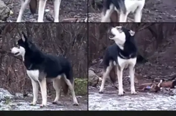 Собаки потеряшки, Московская область, фото: Потеряшка собака, Дубровский, МО