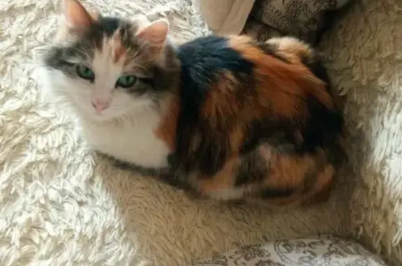 Кошка найдена: Адмирала Нахимова, 115а