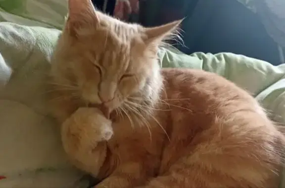 Кошки потеряшки, Республика Алтай, фото: Потеряшка рыжая кошка, Горно-Алтайск