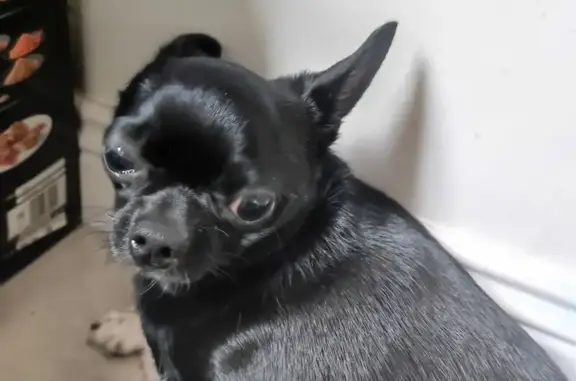 Найдена собака, Москва, фото: Найдена собака на Подольской ул., Москва