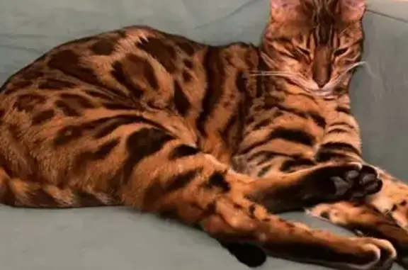 Кошки потеряшки, Самарская область, фото: Потеряшка кот в СНТ «Сатурн», Самара