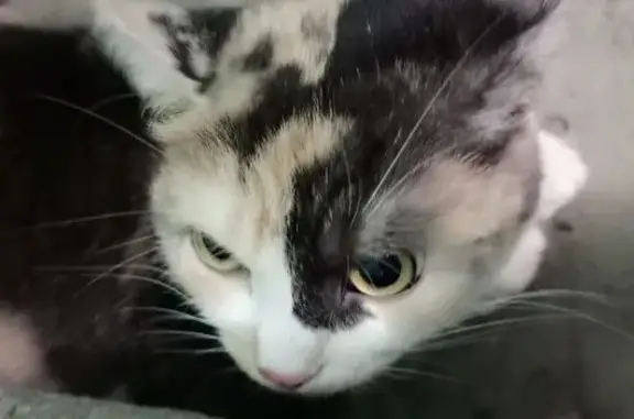 Найдена кошка, Саратов, фото: Трёхцветная кошка найдена, 4-я Беговая, 15/23