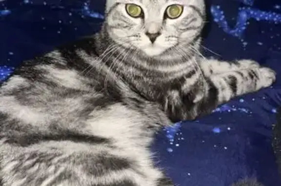 Кошки потеряшки, Красноармейский муниципальный округ, фото: Потеряшка кошка в Чувашии, 97К-001