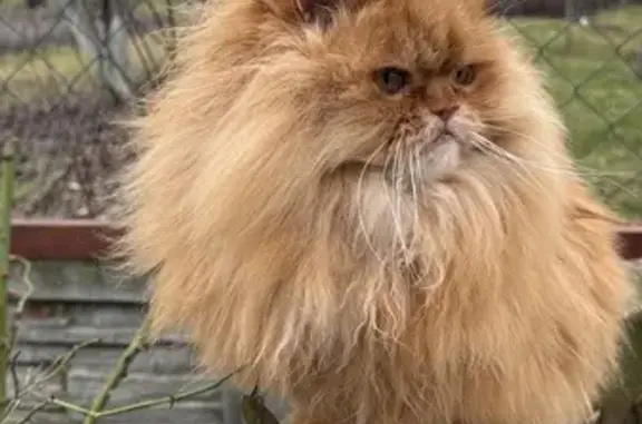 Кошки потеряшки, Отрадное, фото: Потеряшка кошка, Каховская ул. 61, Отрадное