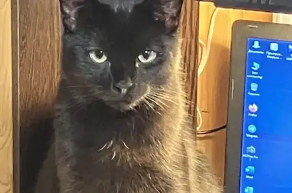 Кошки потеряшки, Тихвинское, фото: Потеряшка чёрная кошка, Тихвинское СП