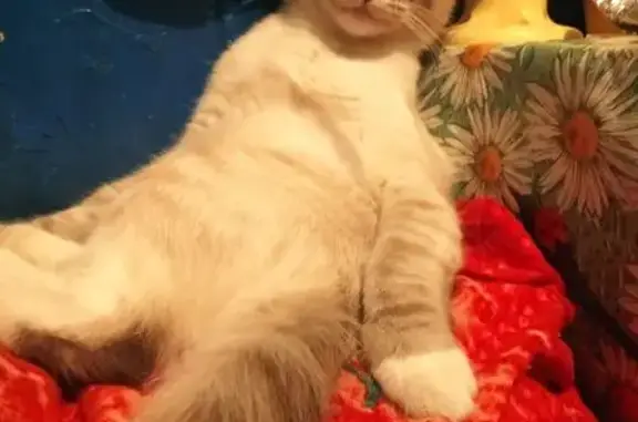 Кошки потеряшки, , фото: Потеряшка кошка, ул. Гагарина, Костерёво